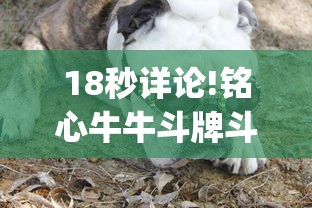 18秒详论!铭心牛牛斗牌斗牛中心究竟有挂”开挂(透视)辅助教程